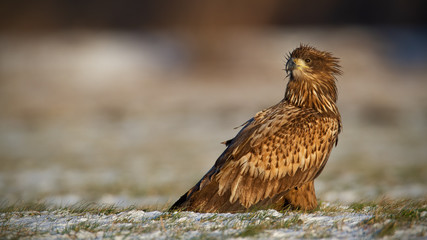 Juvenile white-tailed eagle, haliaeetus albicilla, in winter sitting on a snow covered ground. Wildlife scenery of predator watching with clear blurred background.