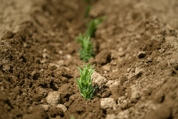 Organic lavender seedling just transplanted