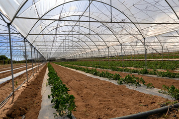 Modern greenhouse with tomato plant