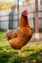 Braunes Huhn vor dem Gehege