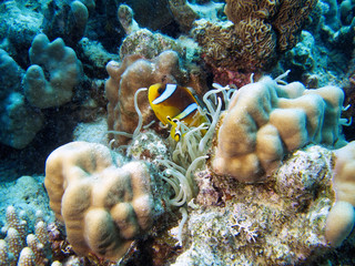 Clowonfisch mit Kind