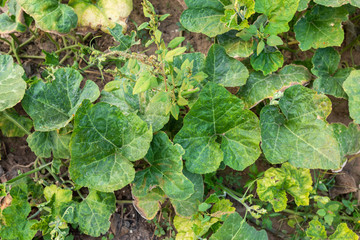Fototapeta premium Leaves Benincasa hispida,Green Leaf and vine of plant with vegetable and fruit in the garden.