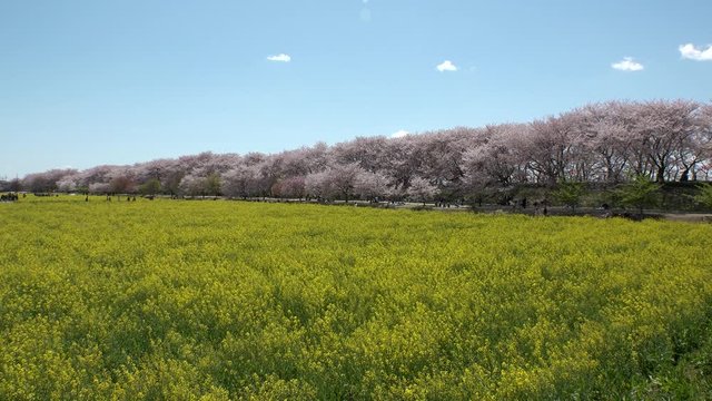 SATTE,  SAITAMA,  JAPAN - CIRCA APRIL 2019 : CHERRY BLOSSOMS and RAPE FLOWER (CANOLA FLOWER).  Spring season.