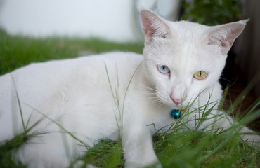White cat in the lawn With yellow eyes, (Khao Manee )