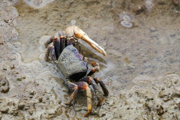 male fiddler crab, uca tangeri