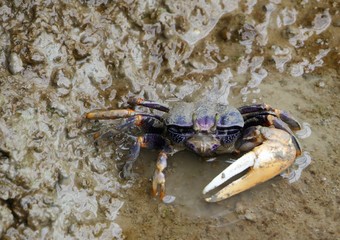 male fiddler crab, uca tangeri