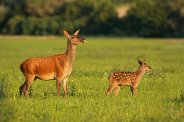 Naklejka na ściany i meble Red deer hind with calf walking at sunset. Mother and child animal in nature. Wildlife family. Female deer protecting its young.