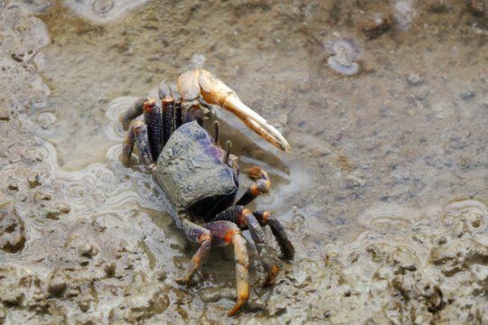 male fiddler crab, uca tangeri