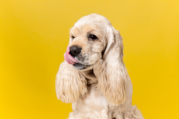 Studio shot of american spaniel playing