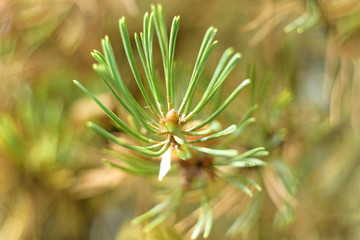 Naklejka na ściany i meble Pine branch close up, macro. Nice pine branch end in macro