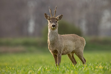 Roe deer, capreolus capreolus, buck on a spring sunny day. Morning wildlife scenery from nature. Alerted wild deer with blurred background.