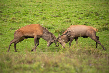Naklejka na ściany i meble Red deer, cervus elaphus, fight during the rut. Wild stags in a struggle. Rivalry between wild bucks in matting season. Wildlife action scenery.
