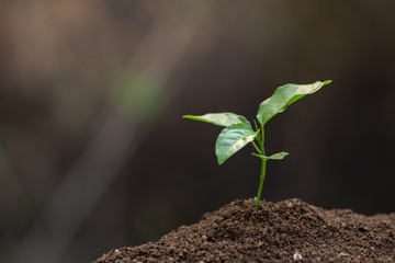 Planting seedlings to reduce global warming. Green sprout growing from seed. Seedlings that are growing into trees.