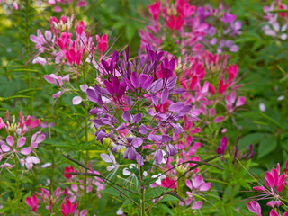 Obraz premium Cleome hassleriana growing in a flower border