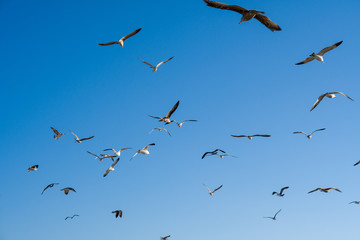 flock of birds flying in blue sky