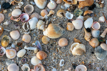 broken Shells Conch or reef on sea beach for background