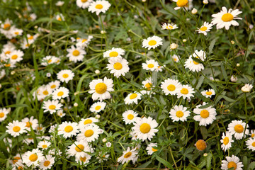Beautiful summer daisies in the field