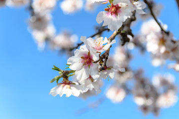 White cherry blossoms on blue background