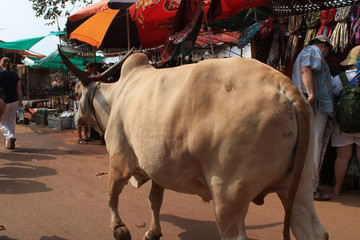 cow in marlet