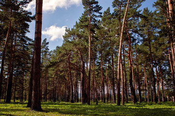 Fototapeta premium Siberian fairy-tale forest in the summer with magical meadows