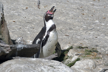 Fototapeta premium Brütender Pinguin