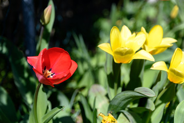 red and yellow tulips in a garden 