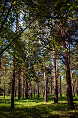 Siberian fairy-tale forest in the summer with magical meadows