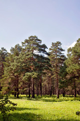 Siberian fairy-tale forest in the summer with magical meadows