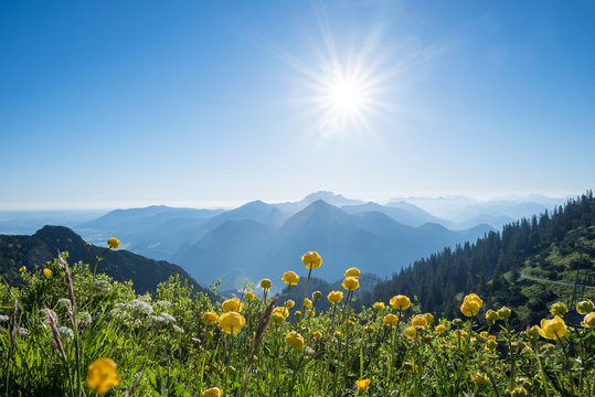 Trollblumen am Herzogstand mit Aussicht in die bayerischen Alpen
