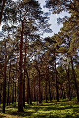 Siberian fairy-tale forest in the summer with magical meadows