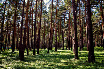 Siberian fairy-tale forest in the summer with magical meadows