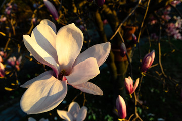 Magnolia blossom at sunset