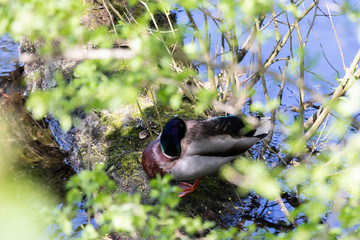 Fototapete bei efototapeten.de bestellen   