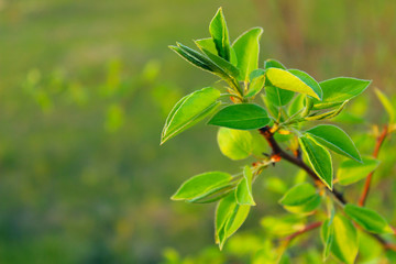 Cropped Shot Of A Branch With Green Leaves. Abstract nature Background With A Lot Of Copy Space For Text. Green Colors.