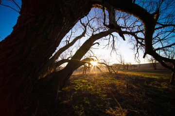 Fototapeta na wymiar Tree trunk and early morning sunrise in spring