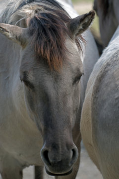 Przewalski Pferd Hellabrunn