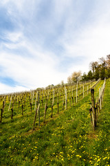 Fototapeta na wymiar Landscape at the styrian wine street in Austria