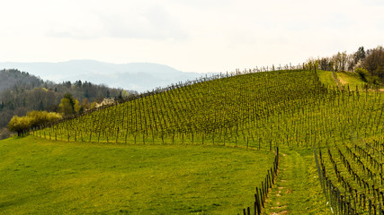 Fototapeta premium Landscape at the styrian wine street in Austria