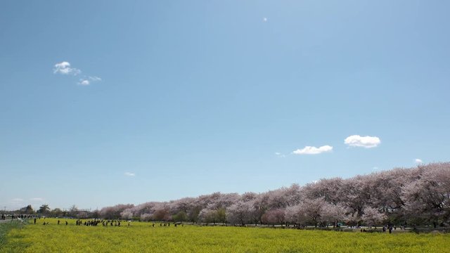 SATTE,  SAITAMA,  JAPAN - CIRCA APRIL 2019 : CHERRY BLOSSOMS and RAPE FLOWER (CANOLA FLOWER).  Spring season.