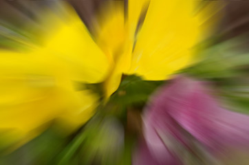 PSYCHEDELIC BOTANICA (Pansies or Pansy flowers) A rainbow coalition of pansies go psychedelic with...
