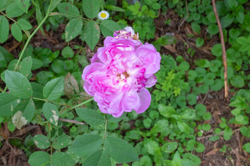 Purple flowers in the back yard