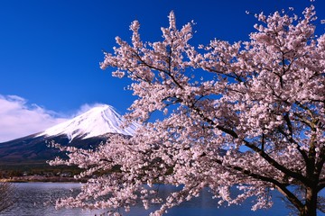 富士山と桜