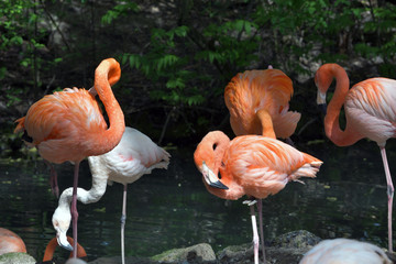 Flamingos 