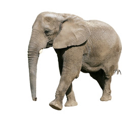 Fototapeta na wymiar elephant with clipping path