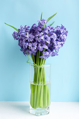 Purple hyacinths in a glass beaker on a blue background