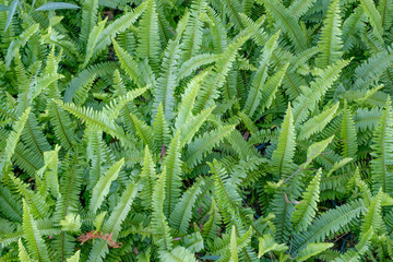 Beautyful ferns leaves green