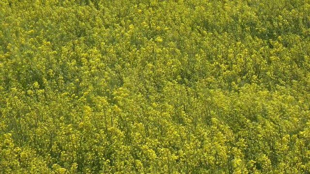 SATTE,  SAITAMA,  JAPAN - CIRCA APRIL 2019 : CHERRY BLOSSOMS and RAPE FLOWER (CANOLA FLOWER).  Spring season.