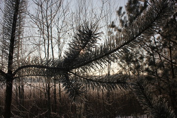Winter pine