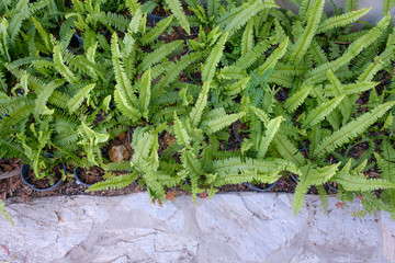 Beautyful ferns leaves green