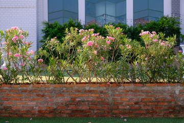 Beautiful tree fence